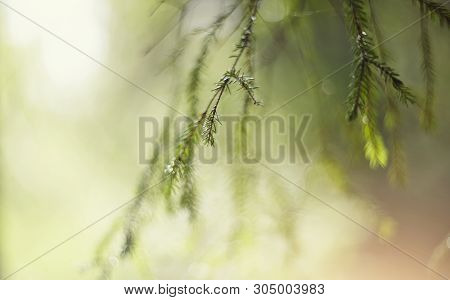 Blurred Background  With Green Fir-tree Branches And Bokeh