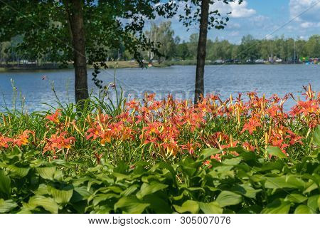 Flowerbed In The Resort Town Of Lithuania. Daylilies, Hemerocallis Fulva, In Bloom  Under The Trees 