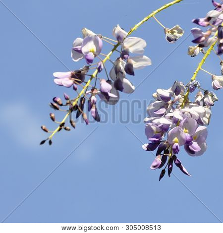 Spring Branch With Clammy Locust (robinia Viscosa Or Robinia Hispida ) Flowers. Blooming Pink Acacia