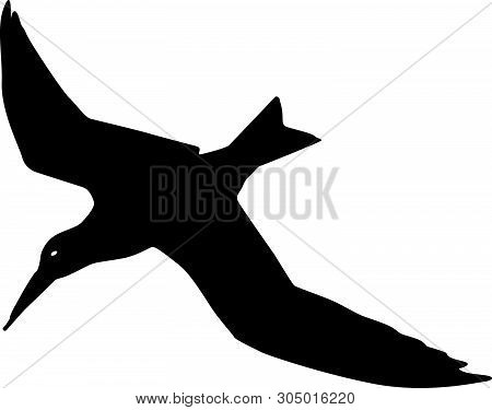 Tern Tropical Bird Black Vector Silhouette Clip Art