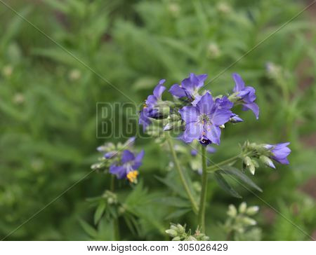 Close Up Of The Blue Flowers Of An Polemonium Plant, Also Known As Jacobs-ladder Or Greek Valerian ,