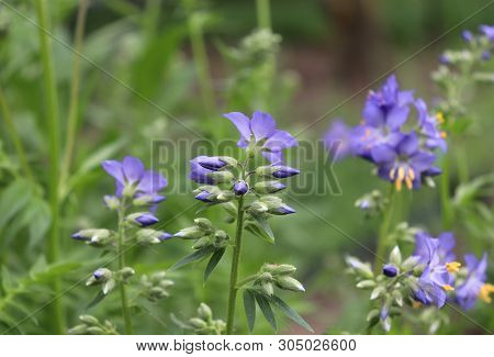 Close Up Of The Blue Flowers Of An Polemonium Plant, Also Known As Jacobs-ladder Or Greek Valerian ,