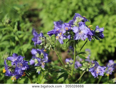 Close Up Of The Blue Flowers Of An Polemonium Plant, Also Known As Jacobs-ladder Or Greek Valerian ,