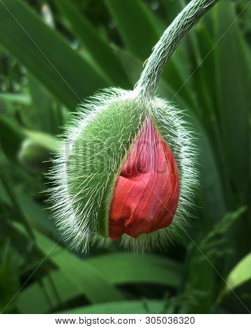 Opening Bud Bright Red Poppy Flower. Close-up