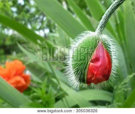 Opening Bud Bright Red Poppy Flower. Close-up