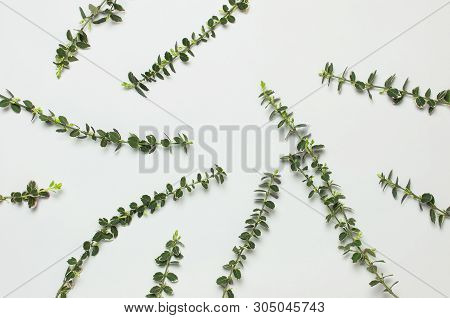 Spring Green Twigs Of Plants On Gray Background Top View Flat Lay Copy Space. Decorative Plant Branc