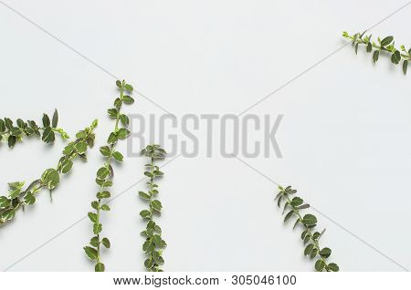Spring Green Twigs Of Plants On Gray Background Top View Flat Lay Copy Space. Decorative Plant Branc