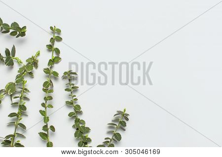 Spring Green Twigs Of Plants On Gray Background Top View Flat Lay Copy Space. Decorative Plant Branc
