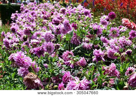 Kodaikanal, Tamilnadu, India - June 2, 2019: The 58th Flower Show In Kodaikanal