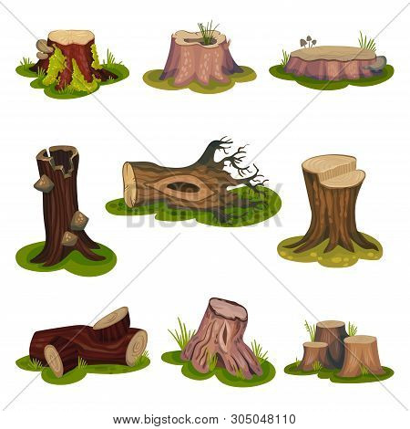 Set Of Images Of Stumps And Snags. Vector Illustration On White Background.