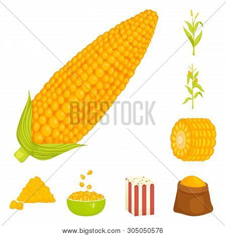 Isolated Object Of Maize And Food Sign. Set Of Maize And Crop Stock Vector Illustration.