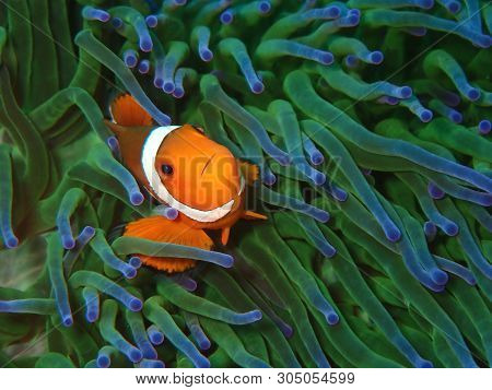 Closeup And Macro Shot Of Western Clownfish Or Anemonefish During Leisure Dive In Tunku Abdul Rahman