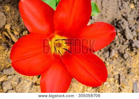 Macro Photo Of Red Tulips Of Nature Colors. Background Blooming Tulips Flowers With Open Buds.