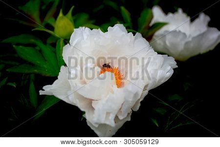 Tree-like Peony, Tree-shaped White Peony In The Garden, Peony Petals Close-up At Sunset, Natural Blu