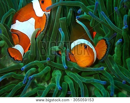 Closeup And Macro Shot Of Western Clownfish Or Anemonefish During Leisure Dive In Tunku Abdul Rahman