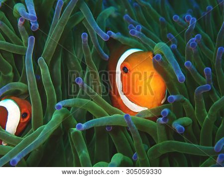 Closeup And Macro Shot Of Western Clownfish Or Anemonefish During Leisure Dive In Tunku Abdul Rahman