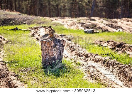 Pine Of Cut Down Trees With A Tree Lined Living Forest In The Background - Life And Death Contrast. 
