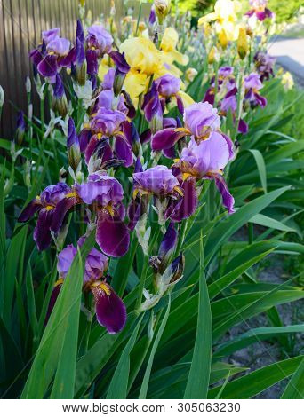 Bushes Iris In The Garden. Purple And Yellow Iris Flowers. Spring Summer Flowers.