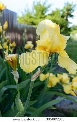 Beautiful Iris Bushes In The Garden. Yellow Flowers Iris. Spring Summer Flowers.