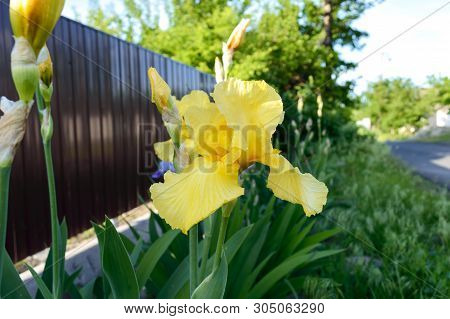 Beautiful Iris Bushes In The Garden. Yellow Flowers Iris. Spring Summer Flowers.