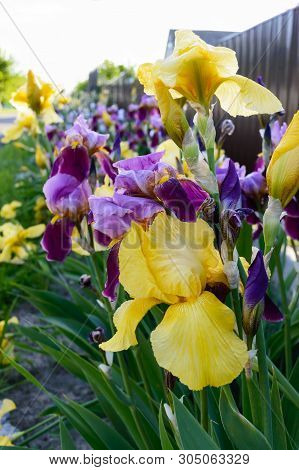 Bushes Iris In The Garden. Purple And Yellow Iris Flowers. Spring Summer Flowers.