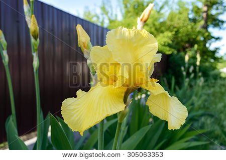 Beautiful Iris Bushes In The Garden. Yellow Flowers Iris. Spring Summer Flowers.