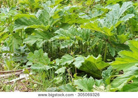 Cow Parsnip On The Side Of The Road, Thickets Of Cow Parsnip