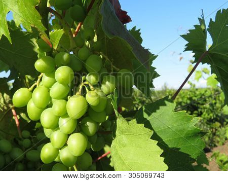 Vineyard In Summer, Green Bunches Of White Grapes Growing On Blue Sky Background. Rural Landscape Wi