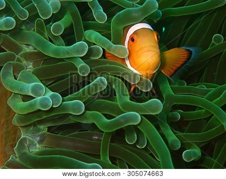 Closeup And Macro Shot Of Western Clownfish Or Anemonefish During Leisure Dive In Tunku Abdul Rahman