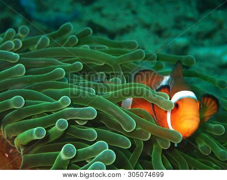 Closeup And Macro Shot Of Western Clownfish Or Anemonefish During Leisure Dive In Tunku Abdul Rahman