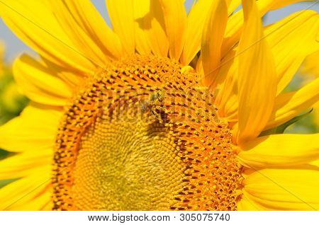 Yellow Pollen On Small Bee Pollinates Bright Sunflower Stamens Closeup. Macro Of Helianthus Bloom Po
