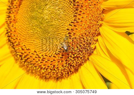 Yellow Sunflower Stamens Closeup With Flying Pollinating Bee Insect. Macro Of Helianthus Bloom Polli