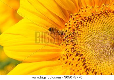 Golden Sunflower With Bee On Yellow And Black Stamens Closeup. Small Bee Gathering Yellow Pollen For