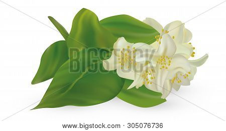 3d Realistic White Jasmine On White Background. Branch Jasmine Close Up. Vector Illustrator.