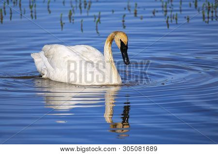 Trumpeter Swan (cygnus Buccinator) In Yellowstone National Park, Wyoming, Usa