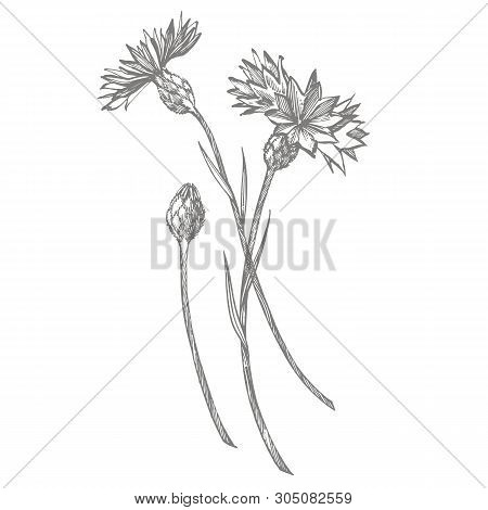 Blue Cornflower Herb Or Bachelor Button Flower Bouquet Isolated On White Background. Set Of Drawing 