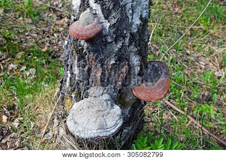 Fomes Fomentarius (tinder Fungus) On A Birch Trunk. Parasitic Fungi On Tree Bark.