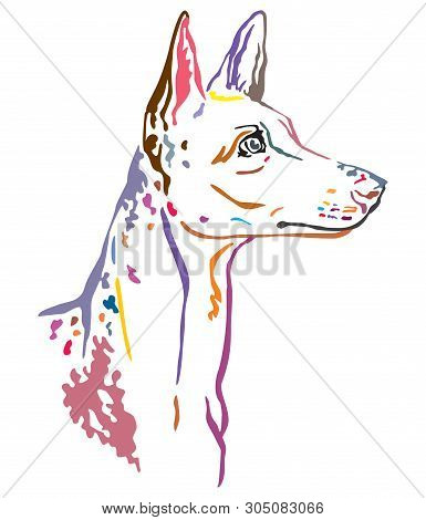 Colorful Decorative Outline Portrait Of Ibizan Hound Dog Looking In Profile, Vector Illustration In 