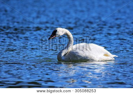 Trumpeter Swan (cygnus Buccinator) In Yellowstone National Park, Wyoming, Usa