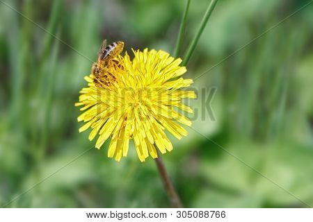 Honey Bee Collects Pollen On A Dandelion Flower
