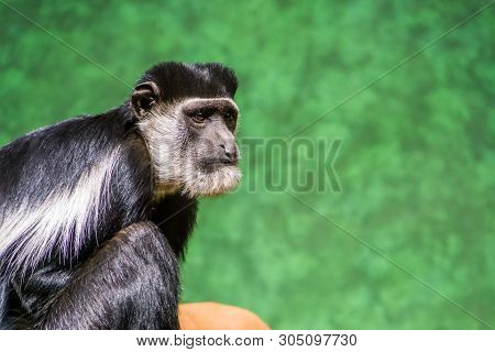 The Face Of A Abyssinian Black And White Colobus In Closeup, Tropical Monkey Specie From Africa