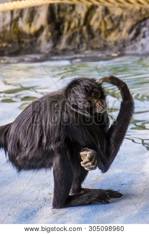 Closeup Portrait Of A Black Headed Spider Monkey Scratching Its Head, Critically Endangered Primate 