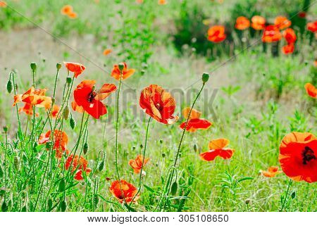 Flower Poppy Flowering On Background Poppies Flowers