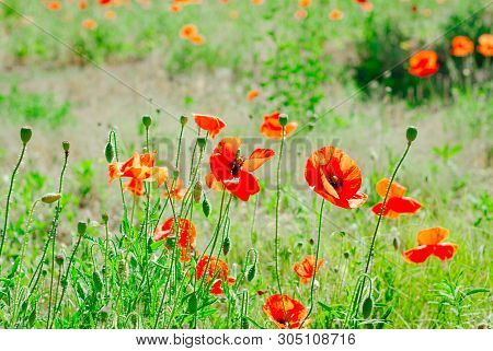 Flower Poppy Flowering On Background Poppies Flowers
