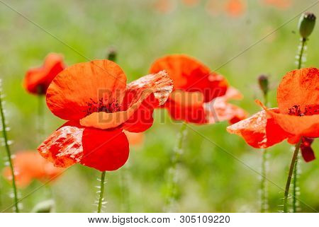 Flower Poppy Flowering On Background Poppies Flowers