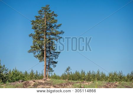 Pine Of Cut Down Trees With A Tree Lined Living Forest In The Background - Life And Death Contrast. 
