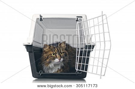Longhair Cat Sitting In A Open Travel Crate And Looking Sideways. Isolared With Copy Spacce.