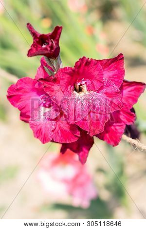 Sword Lily (gladiolus) A Genus Of Perennial Cormous Iris Family. It Is A Sun Loving Plant Blooms In 