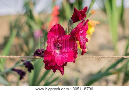 Sword Lily (gladiolus) A Genus Of Perennial Cormous Iris Family. It Is A Sun Loving Plant Blooms In 