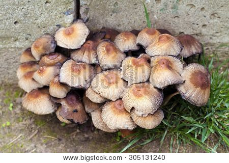 Fruit Bodies Of Glistening Inkcap Mushroom (coprinellus Micaceus) Near Concrete Wall